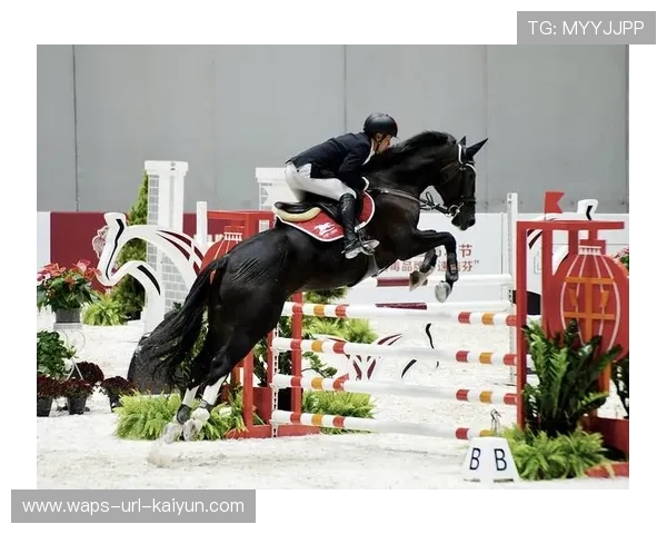 马术场地障碍赛：骑手与马匹的完美共舞